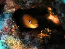 Dwarf Moray taken at Sharks Cove, Oahu, Hawaii. C5060. by Rob Van Orden 